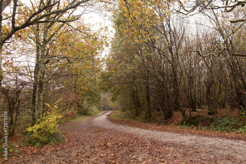 distant couple approaching on woodland path © Sally Wallis