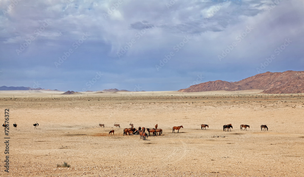 Wildpferde der Namib