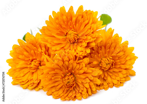 Fototapeta Naklejka Na Ścianę i Meble -  orange chrysanthemum