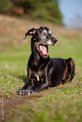 funny black dog yawns