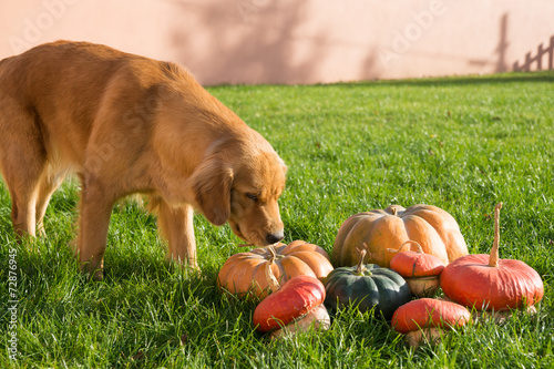 Golden retriever photo