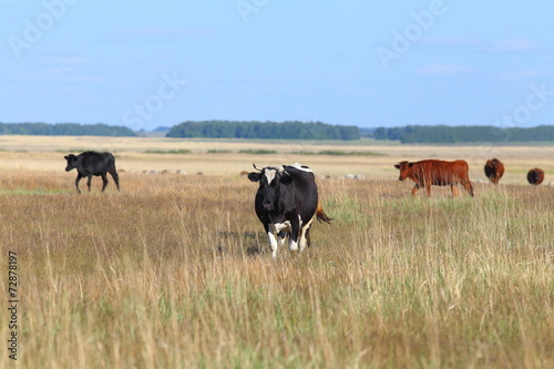 Cows in the field