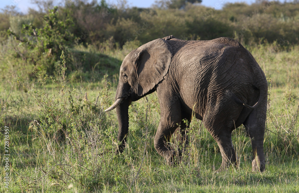 Elefant in Afrika