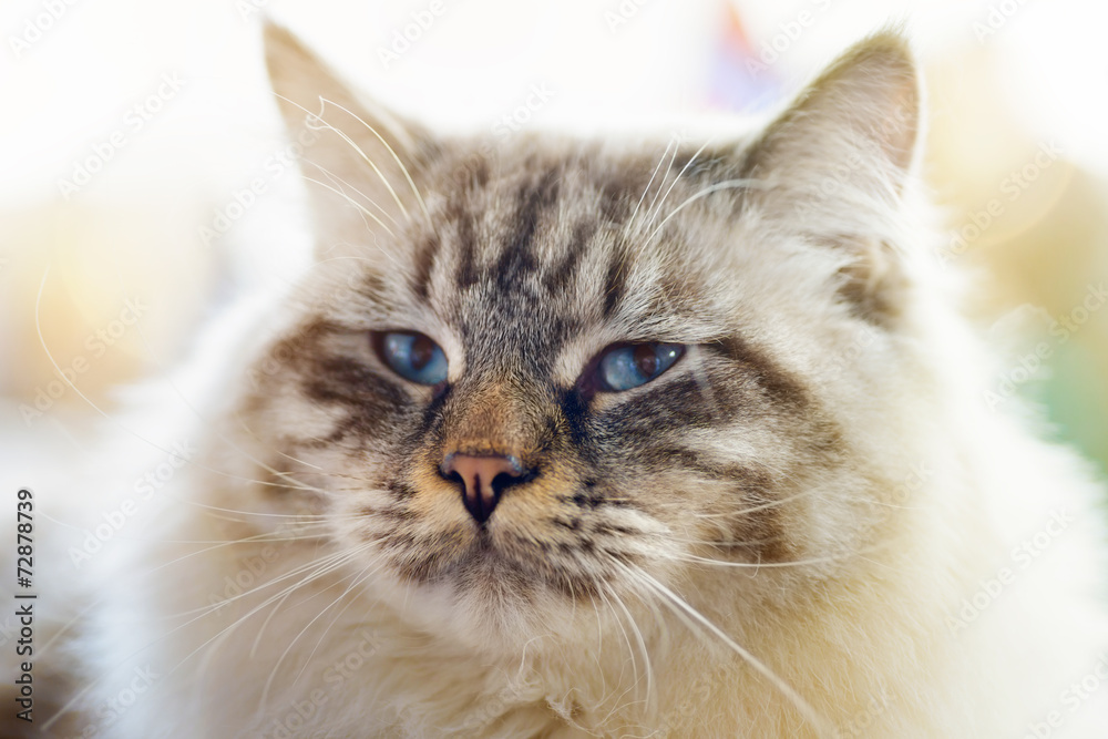 Foto Ragamuffin cat