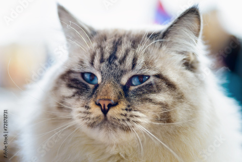 Fototapeta Naklejka Na Ścianę i Meble -  Ragamuffin cat