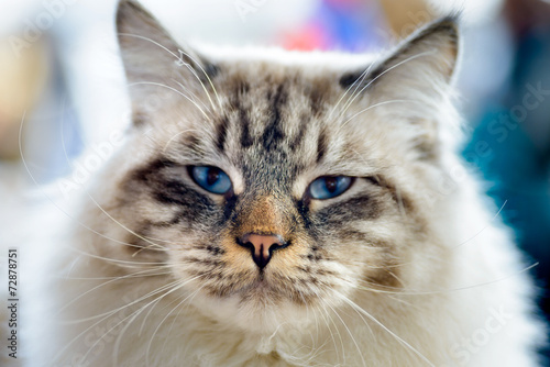 Fototapeta Naklejka Na Ścianę i Meble -  Ragamuffin cat