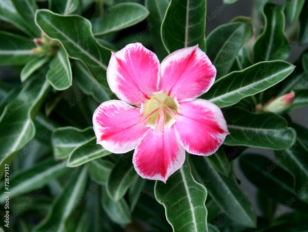 Pink Flower, Adenium obesum tree, Desert Rose, Impala Lily Pink Flower, Adenium obesum tree, Desert Rose, Impala Lily
