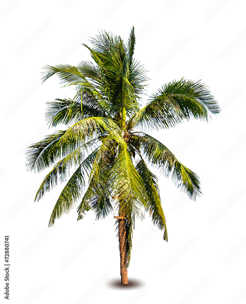 Obraz premium Palm tree. Vector illustration