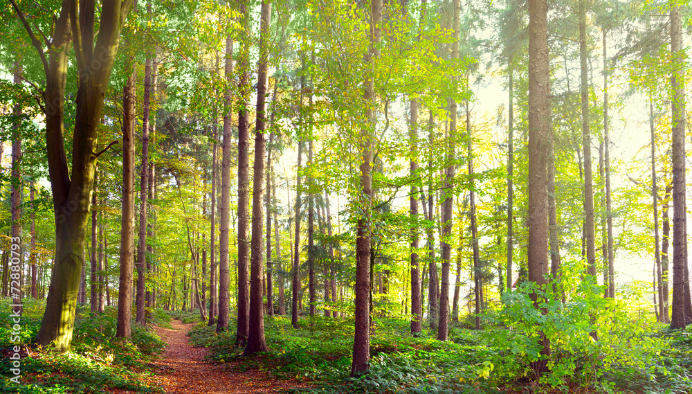 Mischwald im Herbst Mischwald im Herbst