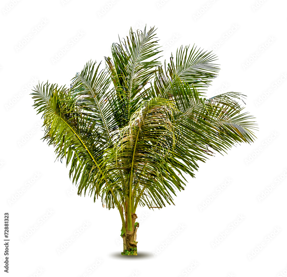 Vector illustration of the palm tree Vector illustration of the palm tree