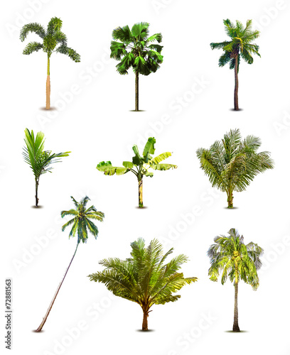 Different tropical palm trees. Vector