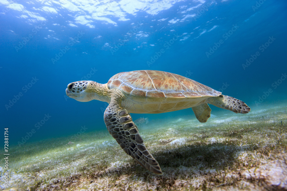 Naklejka premium Hawksbill sea turtle