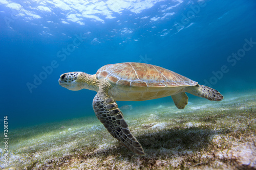 Hawksbill sea turtle