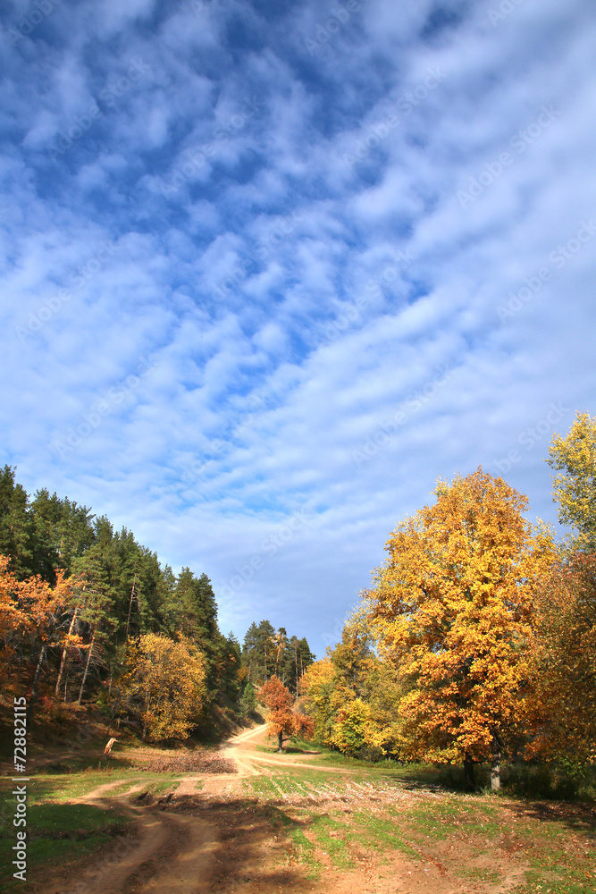 Fototapeta premium dirt road in autumn forest