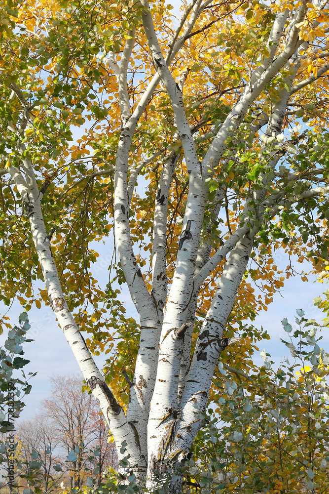 Obraz premium autumn trees