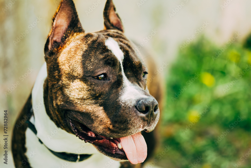 American Staffordshire Terrier Outdoor American Staffordshire Terrier Outdoor