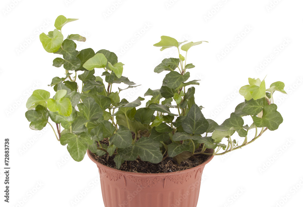 custom made wallpaper toronto digitalHouseplant ivy