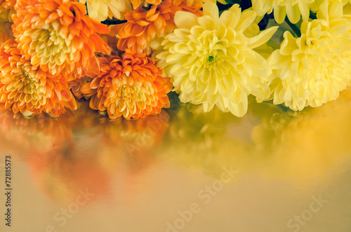 Fototapeta Naklejka Na Ścianę i Meble -  chrysanthemum flower