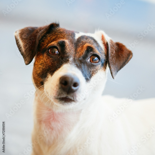 Dog jack russel terrier © Grigory Bruev