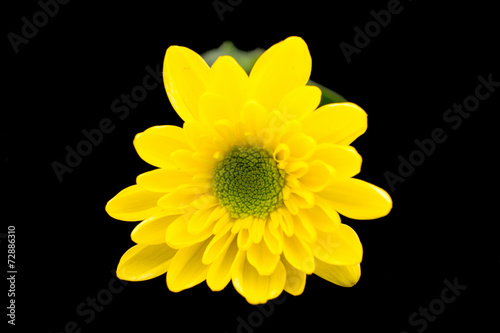 yellow chrysanthemum