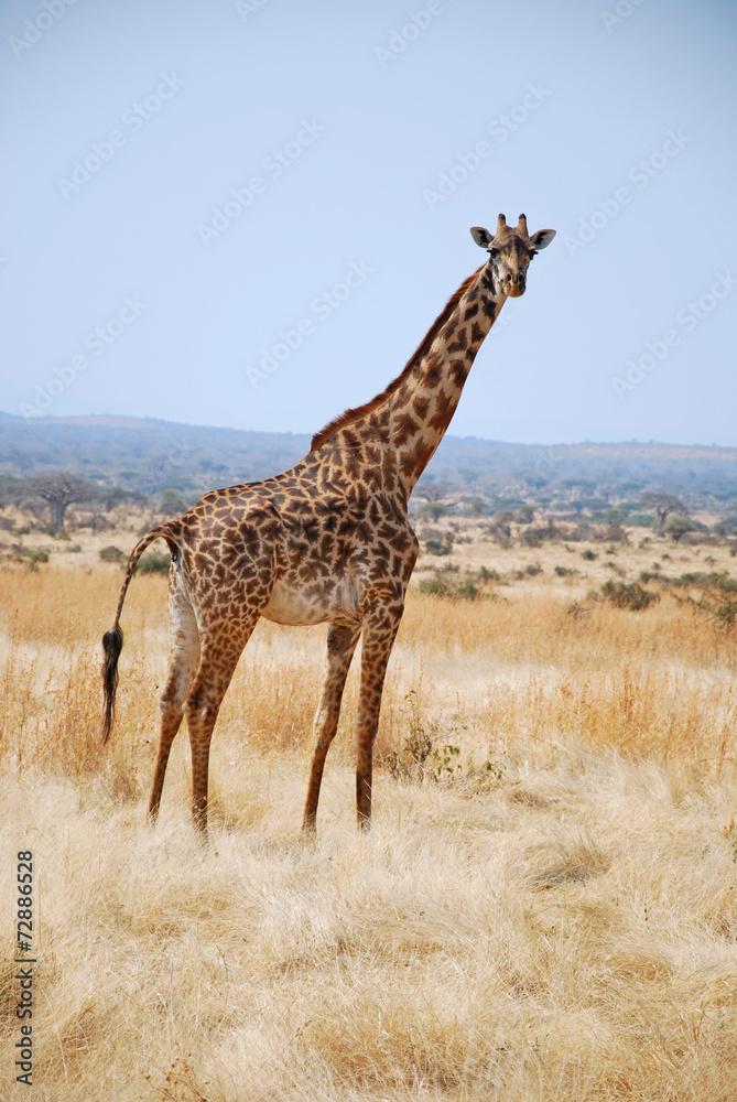 Obraz premium One day of safari in Tanzania - Africa - Giraffe
