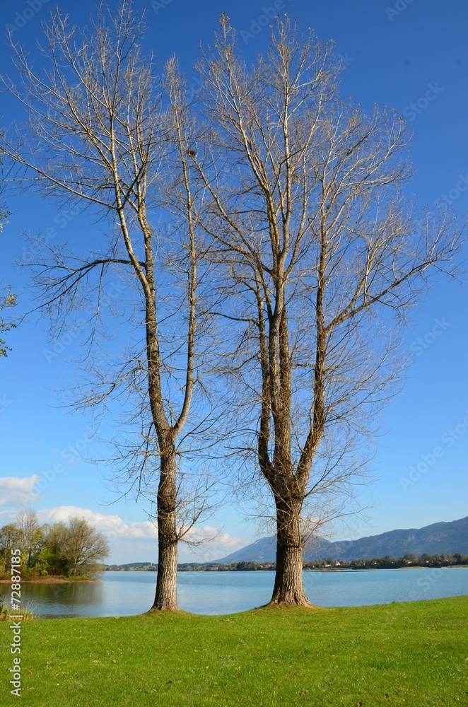 Obraz premium Herbstbäume kahl