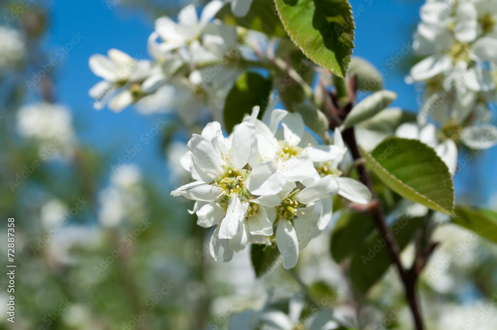 White flowers of apple tree