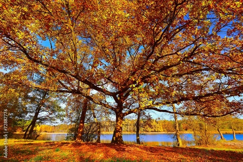 Autumn tree in park.
