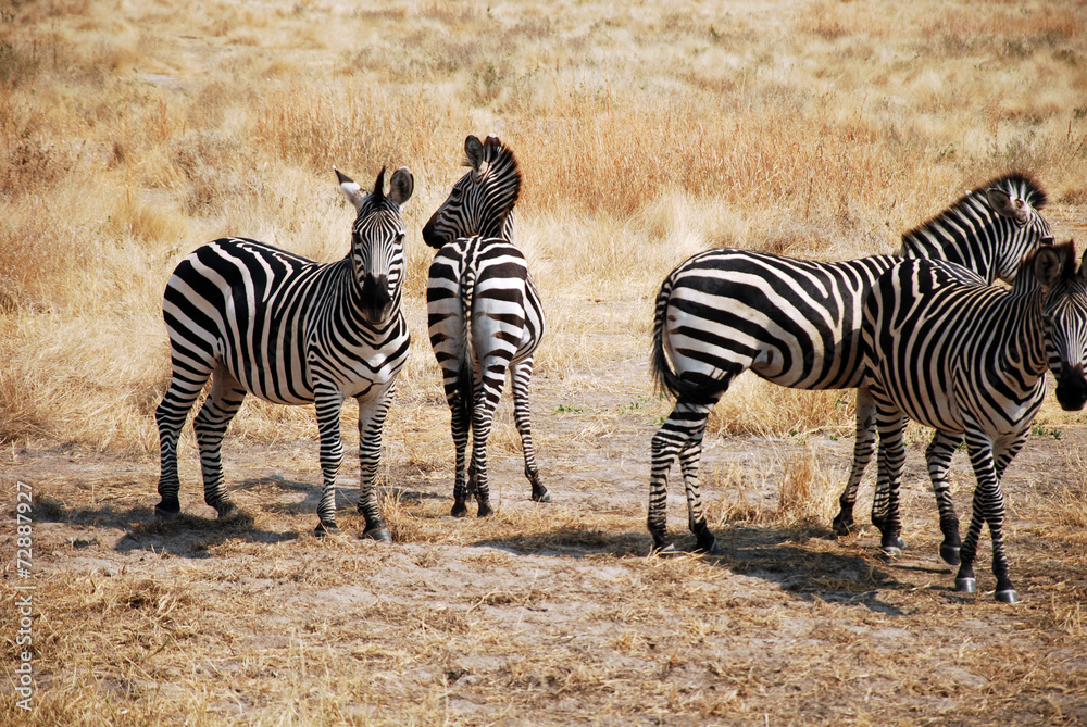 One day of safari in Tanzania - Africa - Zebras One day of safari in Tanzania - Africa - Zebras