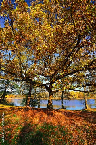 Autumn tree in park.