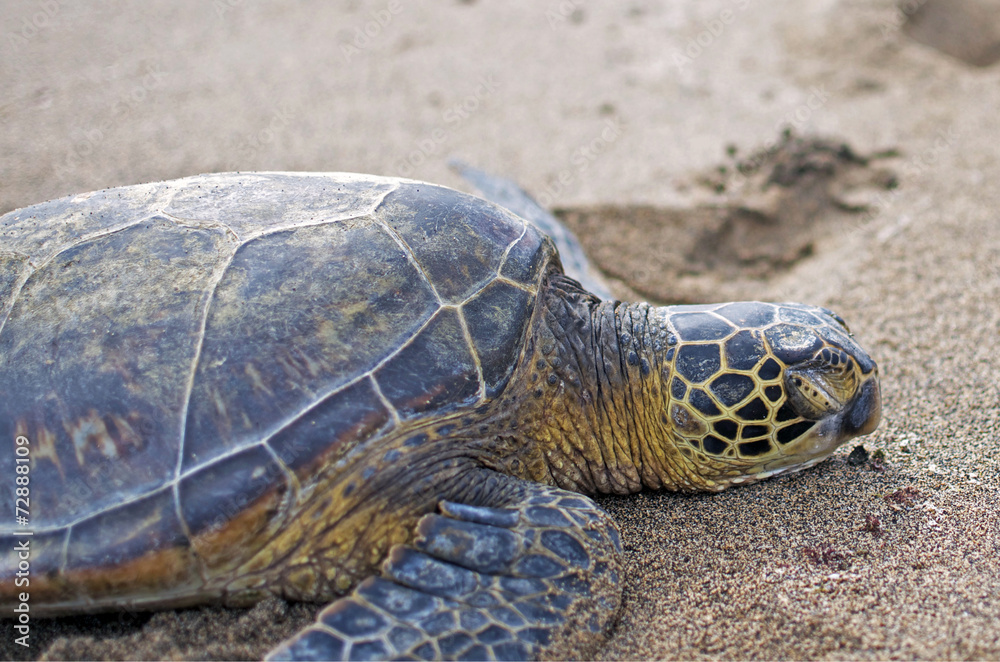 Sea Turtle sleeping on the beach Sea Turtle sleeping on the beach