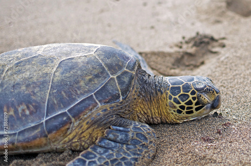 Sea Turtle sleeping on the beach