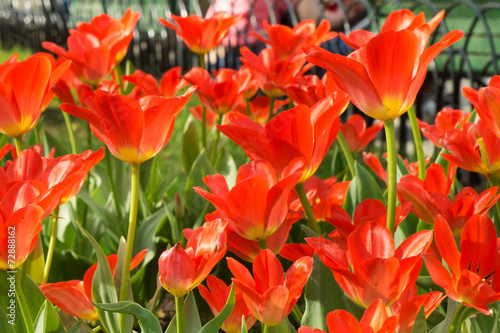 red tulips