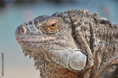 Iguana