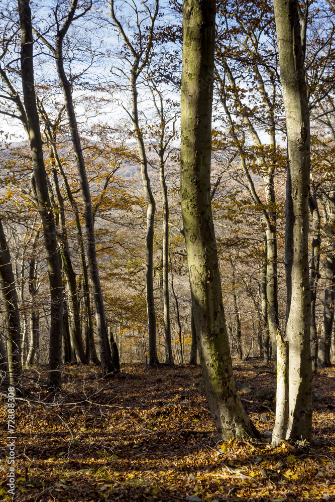 forest forest