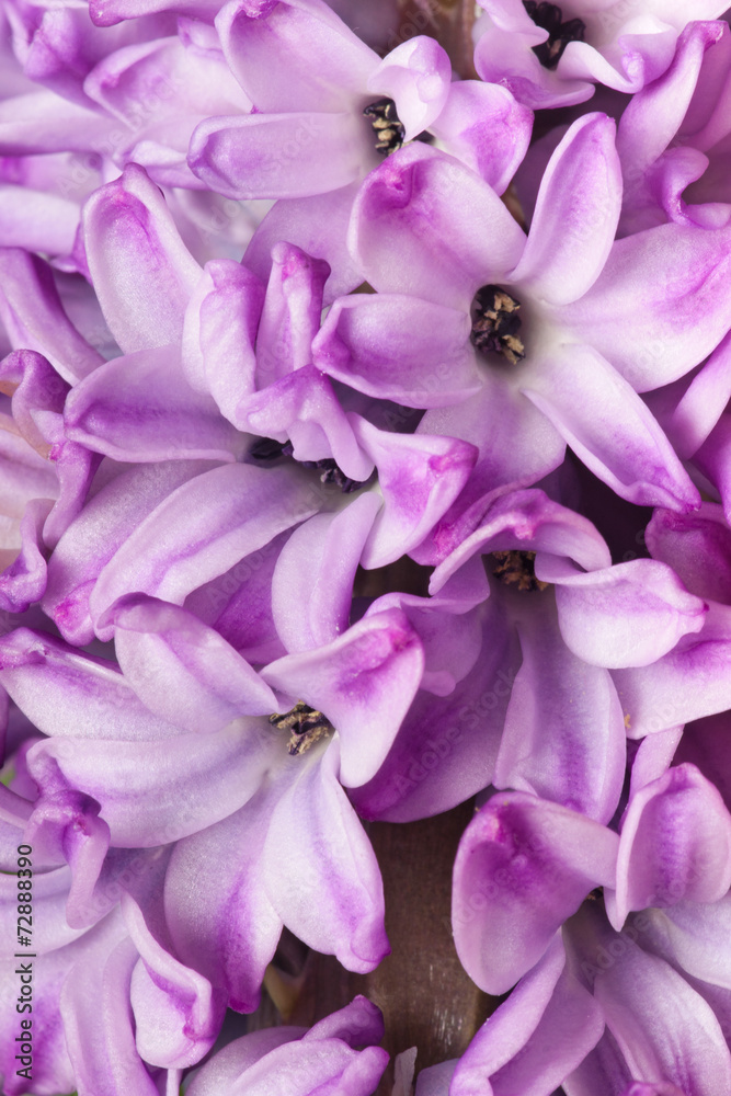hyacinth