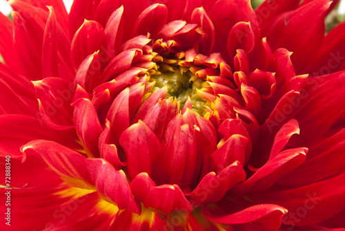 red dahlia photo