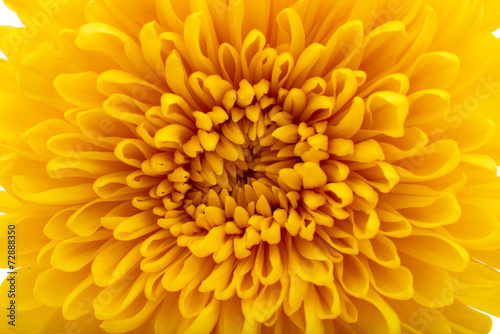 Beautiful yellow chrysanthemum closeup © ksena32