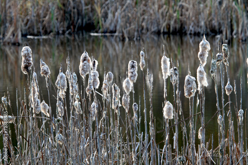 Rohrkoblen photo