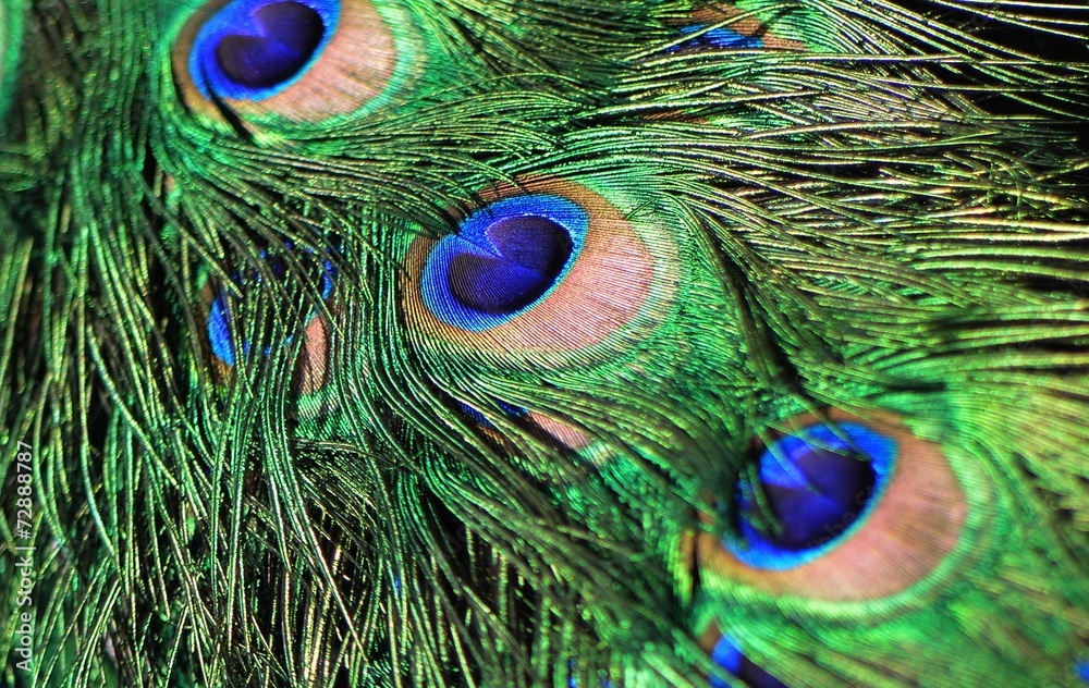 Naklejka premium Peacock feather as a background.