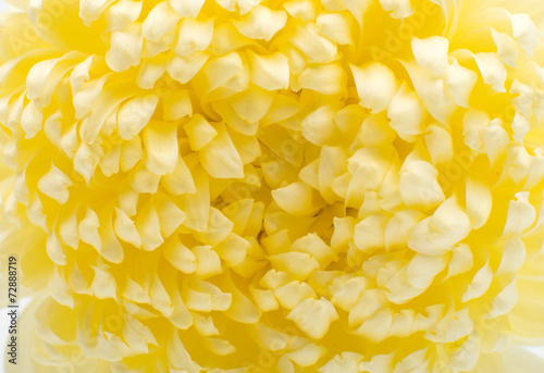 Closeup of white chrysanthemum flower