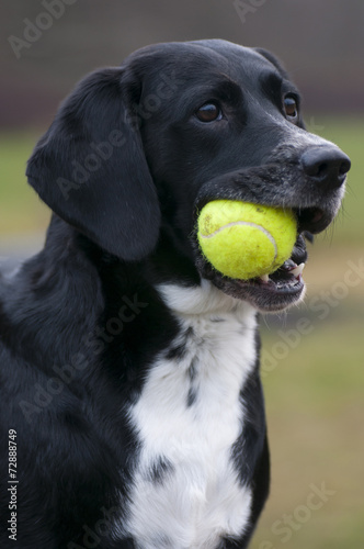 Dog And Tennis Ball