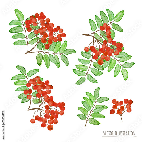 Set of rowan berries with leaves isolated