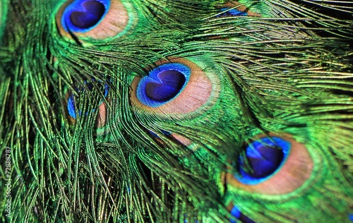 Peacock feather as a background.