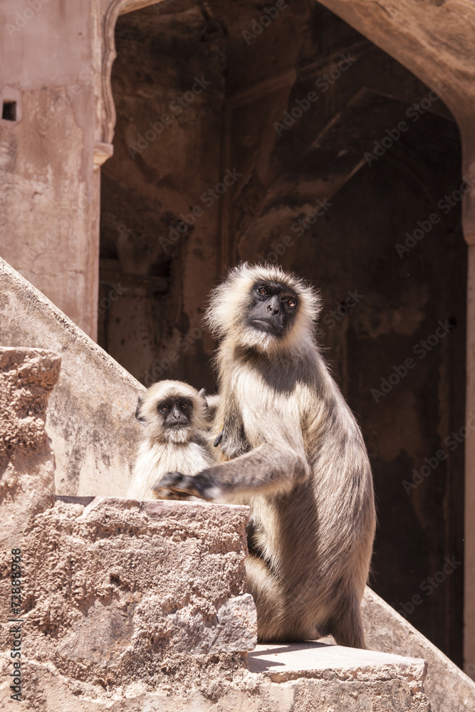 Mother and Baby Indian Gray langurs or Hanuman langurs Monkey (S