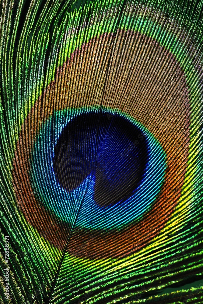 Obraz premium Peacock feather as a background.