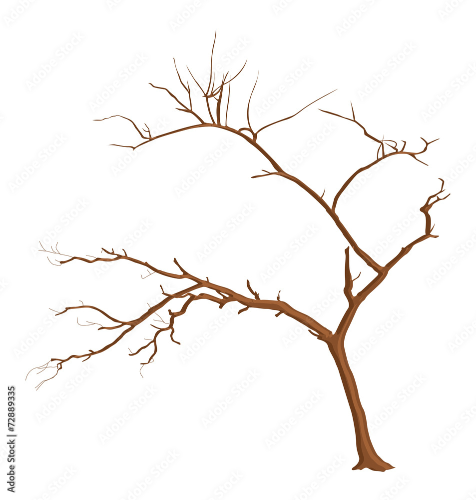 Fototapeta premium Spring Tree Branches