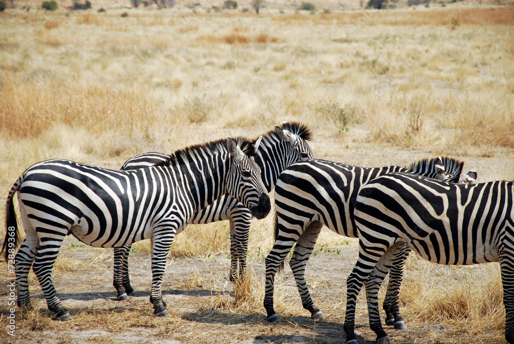 One day of safari in Tanzania - Africa - Zebras One day of safari in Tanzania - Africa - Zebras