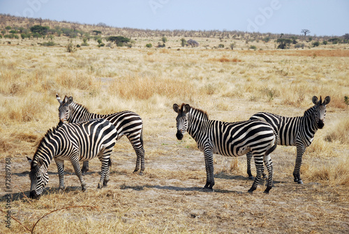 One day of safari in Tanzania - Africa - Zebras