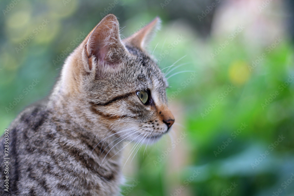Young tabby cat, close-up